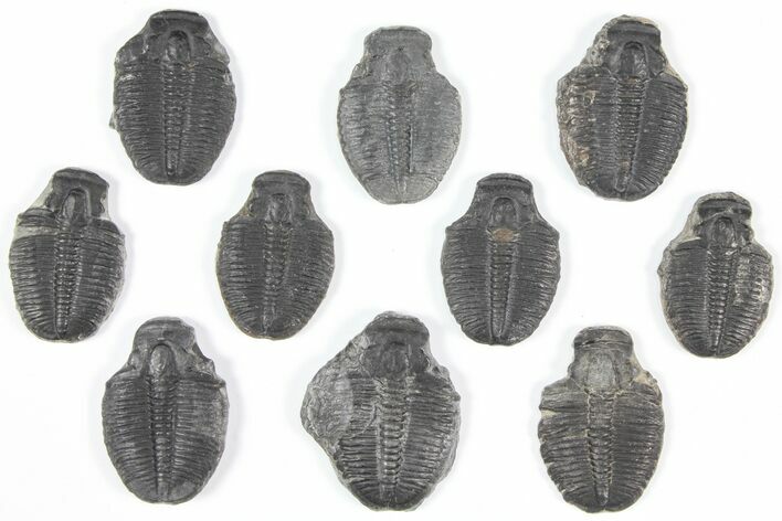 Lot: Elrathia Trilobite Molt Fossils - Pieces #92106